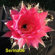 EP-H. Serenade.4.1.jpg 